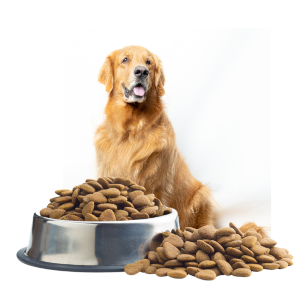 Dog Adult Dry food