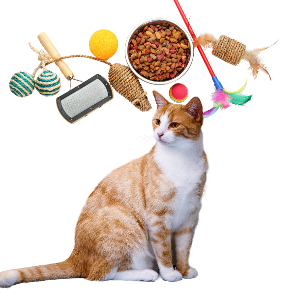 Cat Accessories