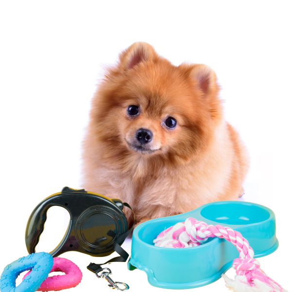 Dog Accessories