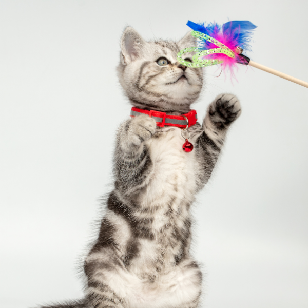 Cat Toys